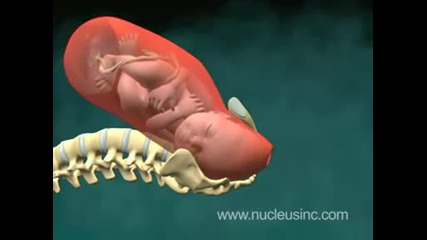 3d Медицинска анимация - раждане на бебе