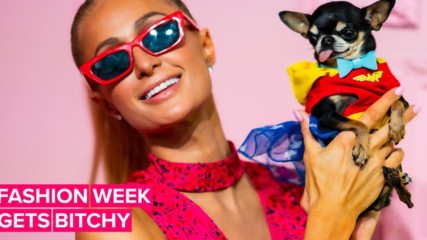 Of course Paris Hilton dressed her dog as Wonder Woman for NYFW