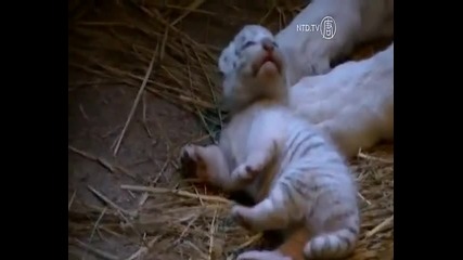 Токийски зоопарк показа новородени тигърчета!