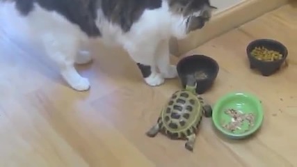 Малка костенурка тормози две котки!