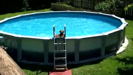Куче се забавлява в басейн