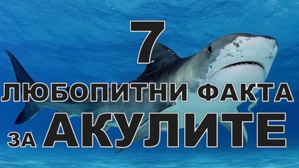 7 любопитни факта за акулите