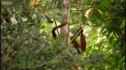 Red howler monkeys - Expedition Guyana - Bbc 