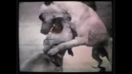 Pitbuli {ashimoto}.wmv