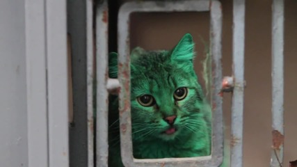 Зелената котка от Варна се е боядисвала и друг път с изоставена боя от строеж