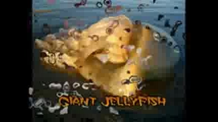 Strange World Creatures 