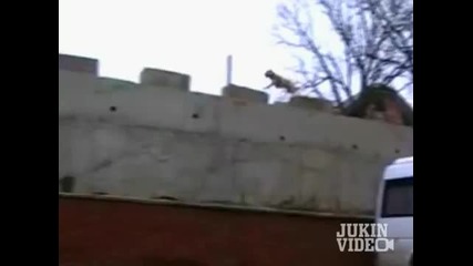 Куче тренира parkour