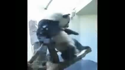 Танцуваща Панда