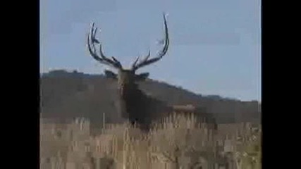 Un - Bull - Ievable Hunting Bull Elk With Mossback