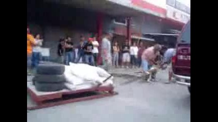 silata na pitbula