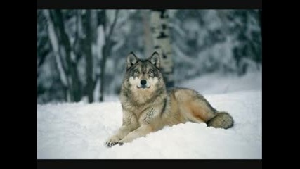 Wolf song 