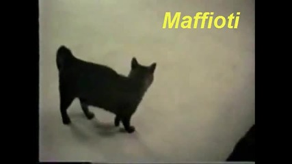 Котката е по силна