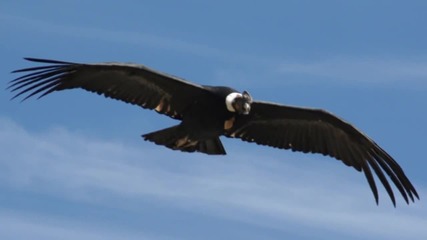 Gheorghe Zamfir - El condor pasa