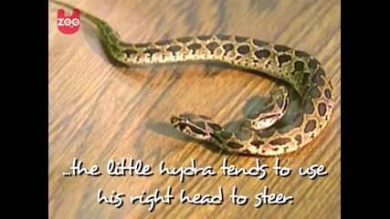 Мутирала змия с две глави