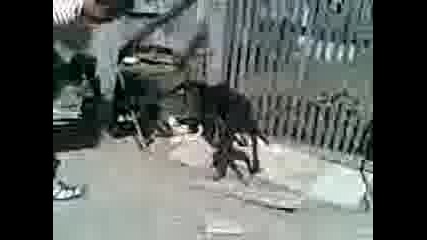 Kopay Www.dog - Ejdan.com