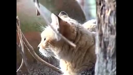 Sand Cat Species Spotlight - Big Cat Tv 