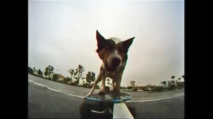 Куче скейтбордист