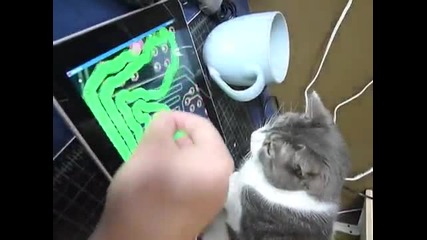 Коте играе със Стопанка си игри на айпад Смях*