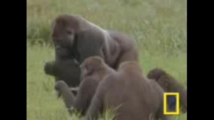Gorilla Vs. Gorilla - National Geographic
