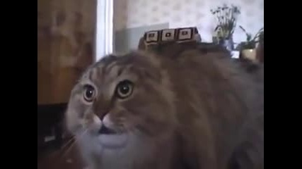 Хахах! Уродливо смешна котка! :d