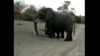 Странна реакция от малко слонче 