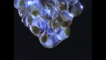 Frog Greentree Lifecycle
