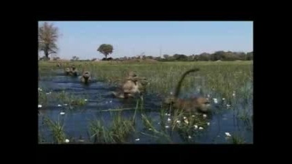 Planet Earth - Baboons In The Water