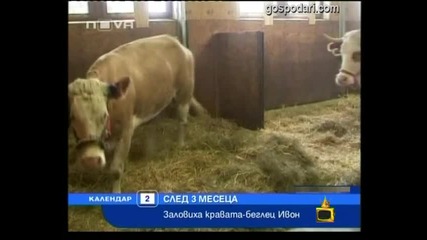 Кравешки