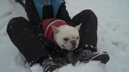 Кучета, които обичат снега