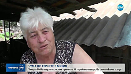 Заради африканската чума: Евтанизират домашни прасета около Мизия