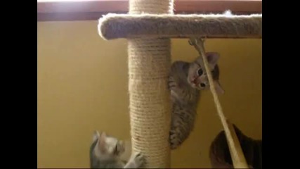 Малки Игриви Котенца