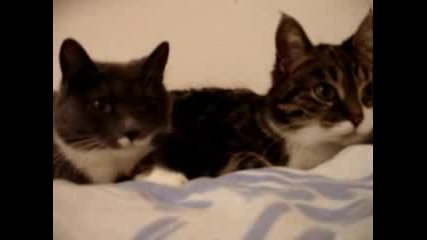 Две сладки говорещи котенца :)