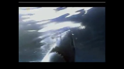 Най - Опасните Животни В Света - Амазония, Част 2 