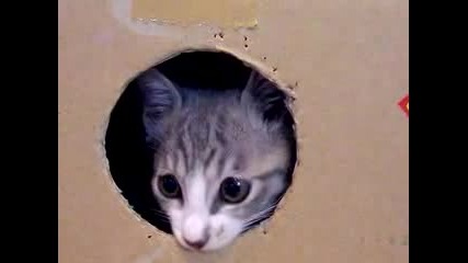 Сладко котенце и неговия кашон