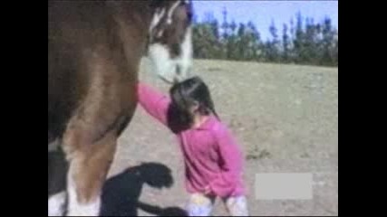 Не закачай коня 