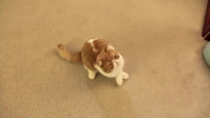 Kitty Barrel Roll_ Завърти се :d
