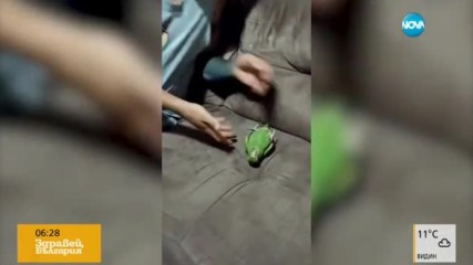 Какво да очакваме от един папагал-актьор?