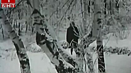 Иван Цачев ( 1973 ) - Лора