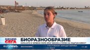 Коралите в Червено море имат висока степен на издръжливост