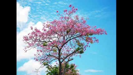 Cherry Story partt sewen.. ^^