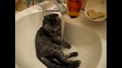 Котка душове за баня мивка