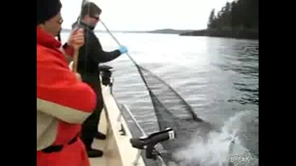 тюлен крадец - прецаква рибарите 
