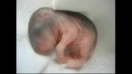 новородено хамстерче