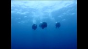 Внукът на Жак-Ив Кусто тръгва на подводна експедиция