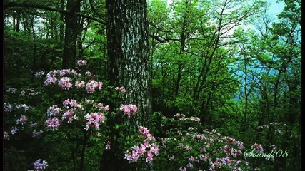 Yiruma - A Walk In The Forest