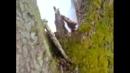 Cobra 6 vs tree