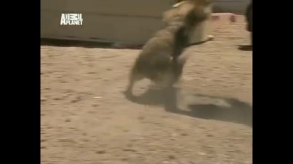 Animal Cops_ Phoenix Arizona - Heroes 2