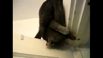 Котка акробат 