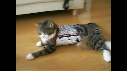 пухкава котка мари (смях ) 2011 Hq