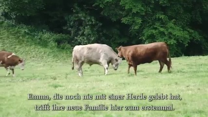 Сълзи от радост на крава, когато разбира че е спасена от кланицата